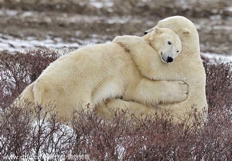 bear hugging position|Bear hug